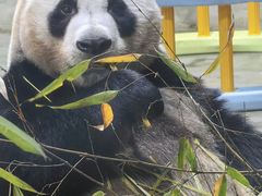 -栾川竹海野生动物园