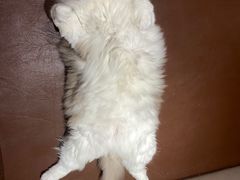 -MOCHA明星猫咖(田子坊店)