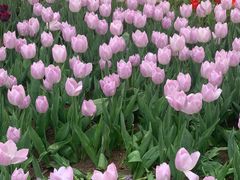 -石家庄市植物园