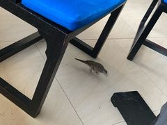-曼谷湄南河畔华美达广场酒店
