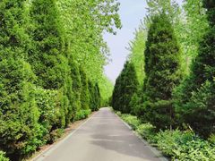 -合肥滨湖国家森林公园