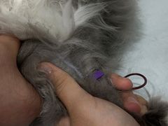 -暖阳宠物医院·犬猫康复中心·骨科