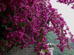 -靖西鹅泉风景区