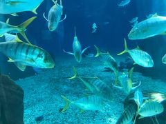 -北戴河圣蓝海洋公园