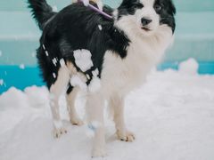 -Shanghai Brew House上海啤酒工坊(老外街店)