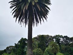 -墨尔本皇家植物园