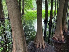 -溱湖国家湿地公园