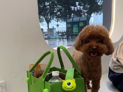-立德24H动物医院·夜诊·转诊中心·1.5T核磁共振(海珠店)