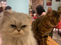 -猫小院猫主题餐厅(三里屯店)