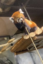 -Zoolung Zoolung动物主题公园(海信广场店)