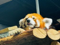 -Zoolung Zoolung动物主题公园(海信广场店)