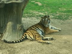-北京野生动物园