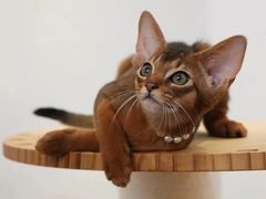 -猫十亿·布偶金渐层·曼基康矮脚猫舍(青年路店)