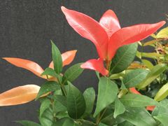 -厦门日月谷温泉渡假村