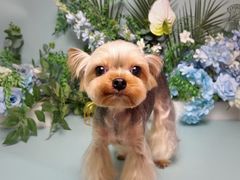 -BABIT巴比特宠物(MOMOPARK店)