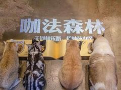 -咖法森林·咖啡  酒吧(天河店)