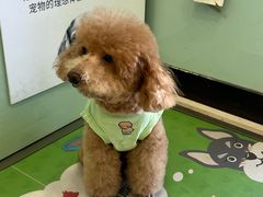 -悦宠凯宝动物医院·牙科·皮肤科(朝阳北路店)