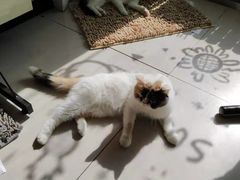 -平行世界·猫咖(首经贸店)