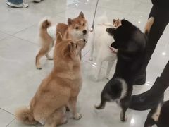 -柴犬小屋·柴餐厅·狗咖食堂(金鼎广场店)