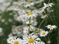 -花开海上生态园