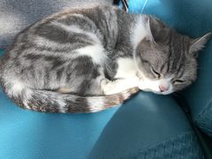 -达爱动物医院·犬猫分区·CT·复杂眼科(远洋山水分院)