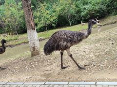 -沈阳鸟岛