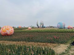 -空港花田景区