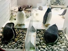 -大连圣亚海洋世界