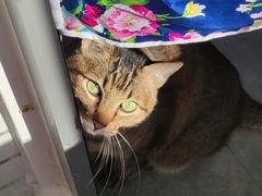 -瑞派动物医院·绝育·犬猫全科·预防医学(光景江南中店)