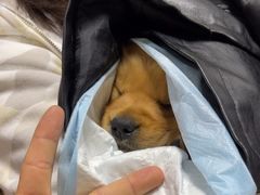 -瑞派福兴宠物医院犬猫全科·骨科·中西医结合(河东店)