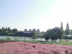 -泗洪洪泽湖湿地景区