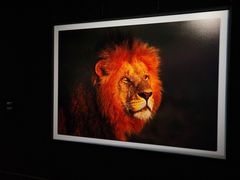 -罗红摄影艺术馆