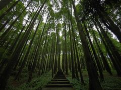 -武陵山森林公园