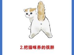 -东方名猫馆·英短金渐层布偶猫舍(环线广场1号楼店)