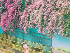 -深圳仙湖植物园-停车场