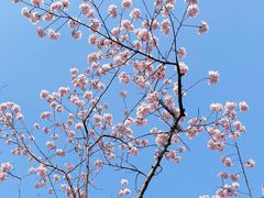 -顾村公园