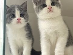 -lincat·猫舍(广州店)