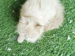 -楼上猫咖(罗湖店)