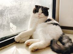 -猫小院猫主题餐厅(南锣旗舰店)