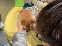 -逗柴咖啡屋·狗咖猫咖宠物桌游