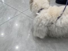 -安安宠医宠物医院·异宠·犬猫内科(岳阳分院)