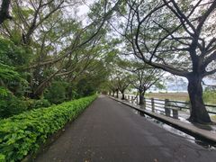 -大湾区中央湿地公园