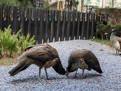 -J Create城市露营咖啡·简餐·宠物(上海动物园店)