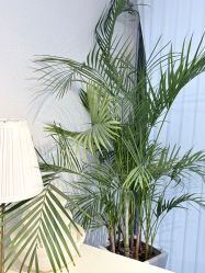 -芮悦·璀璨无创洗眉·专业洗眼线·专业洗唇