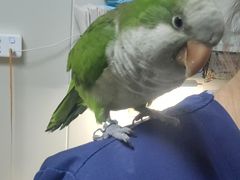 -爱侣宠医·鹦鹉专科·小型哺乳类·异宠专科(灵石路店)