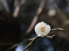 -南山植物园