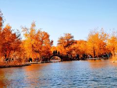 -金塔沙漠胡杨林景区