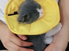 -北京观赏动物医院·24小时大型综合·猫专科·异宠专科