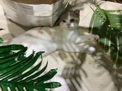 -藏猫猫咖啡主题馆(中央大道店)