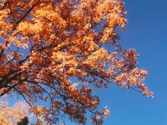 -北京西山国家森林公园